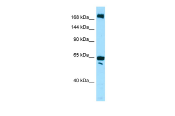WNK2 Rabbit Polyclonal Antibody