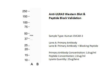 LILRA3 Rabbit Polyclonal Antibody