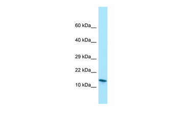 MRFAP1 Rabbit Polyclonal Antibody