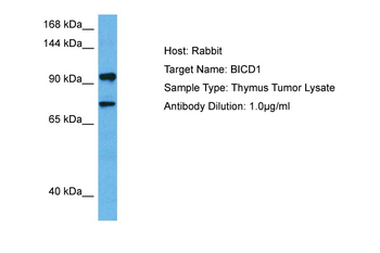 BICD1 Rabbit Polyclonal Antibody