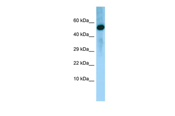 BMP8A Rabbit Polyclonal Antibody