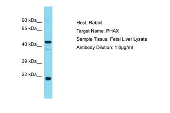 PHAX Rabbit Polyclonal Antibody