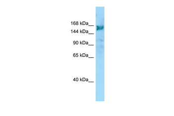 ARHGEF10 Rabbit Polyclonal Antibody