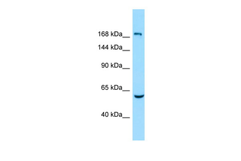 EPB41L4B Rabbit Polyclonal Antibody