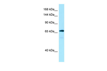 MON2 Rabbit Polyclonal Antibody