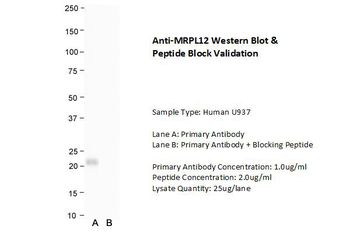 MRPL12 Rabbit Polyclonal Antibody