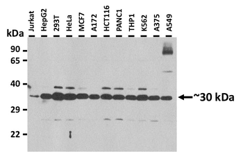 FOLR2 Rabbit Polyclonal Antibody