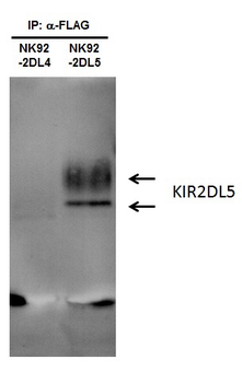 KIR2DL5B Rabbit Polyclonal Antibody
