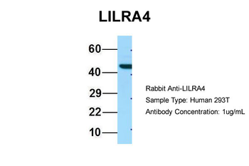 LILRA4 Rabbit Polyclonal Antibody