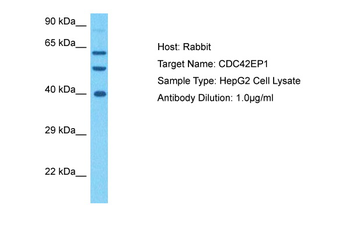 CDC42EP1 Rabbit Polyclonal Antibody