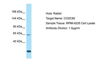 CCDC80 Rabbit Polyclonal Antibody