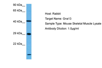 GNA13 Rabbit Polyclonal Antibody