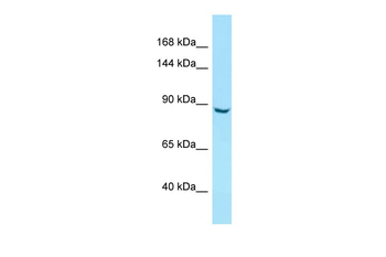 ITIH5 Rabbit Polyclonal Antibody