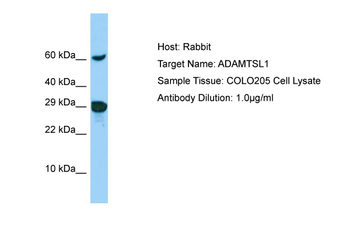 ADAMTSL1 Rabbit Polyclonal Antibody