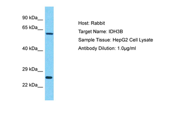 IDH3B Rabbit Polyclonal Antibody