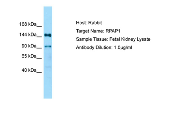 RPAP1 Rabbit Polyclonal Antibody
