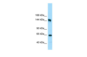 RRP12 Rabbit Polyclonal Antibody