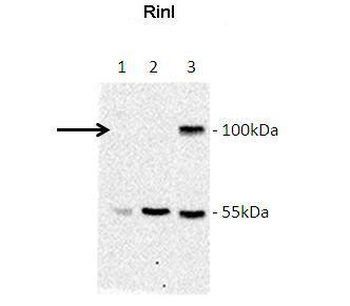 RINL Rabbit Polyclonal Antibody