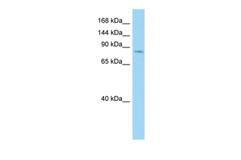 CDH26 Rabbit Polyclonal Antibody