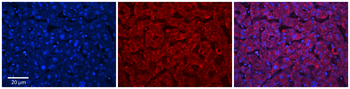 ABHD14A Rabbit Polyclonal Antibody