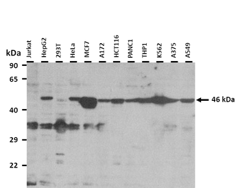 ATAD3C Rabbit Polyclonal Antibody