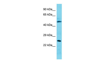 C3orf26 Rabbit Polyclonal Antibody