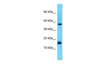 CNPY2 Rabbit Polyclonal Antibody