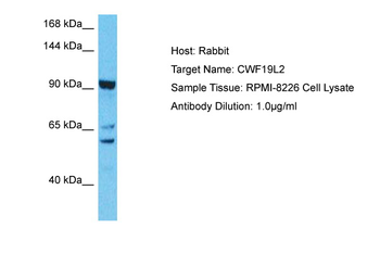 CWF19L2 Rabbit Polyclonal Antibody
