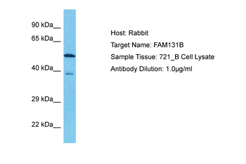 FAM131B Rabbit Polyclonal Antibody