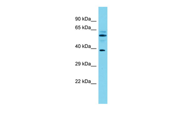 MACROD1 Rabbit Polyclonal Antibody