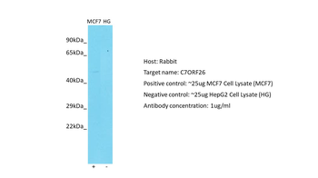 C7orf26 Rabbit Polyclonal Antibody
