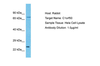 C1orf50 Rabbit Polyclonal Antibody