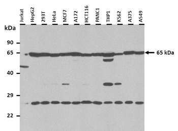 NDNF Rabbit Polyclonal Antibody