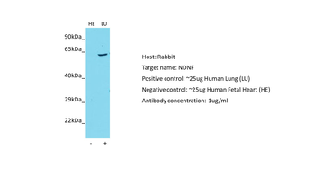 NDNF Rabbit Polyclonal Antibody