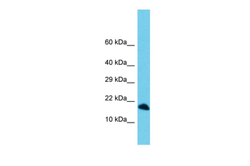C3orf36 Rabbit Polyclonal Antibody