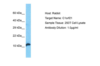 C1orf21 Rabbit Polyclonal Antibody