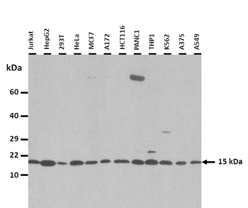C9orf116 Rabbit Polyclonal Antibody