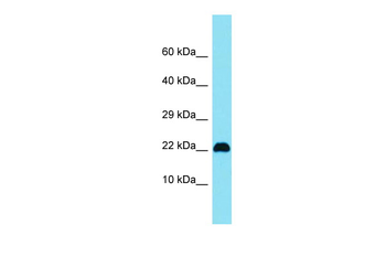 C15orf32 Rabbit Polyclonal Antibody
