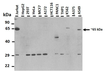 C1orf127 Rabbit Polyclonal Antibody