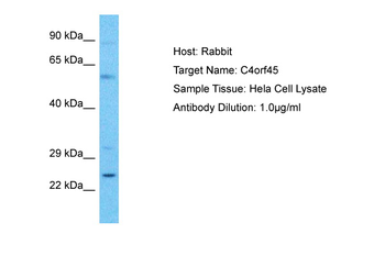 C4orf45 Rabbit Polyclonal Antibody