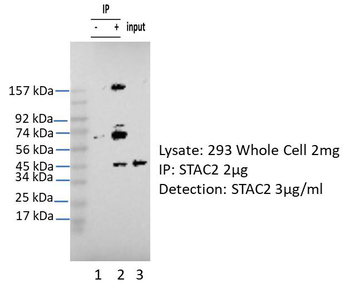 STAC2 Rabbit Polyclonal Antibody