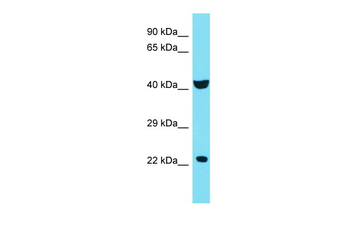 C4orf51 Rabbit Polyclonal Antibody