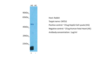 CNTD2 Rabbit Polyclonal Antibody