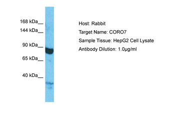 CORO7 Rabbit Polyclonal Antibody