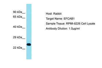 EFCAB1 Rabbit Polyclonal Antibody