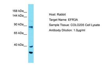 EFR3A Rabbit Polyclonal Antibody