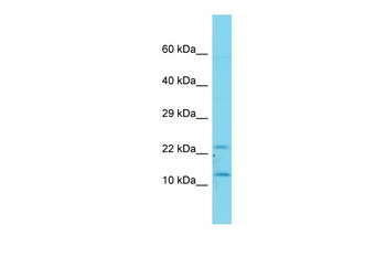 FAM19A1 Rabbit Polyclonal Antibody