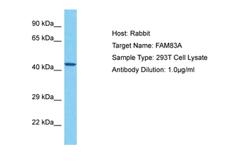 FAM83A Rabbit Polyclonal Antibody