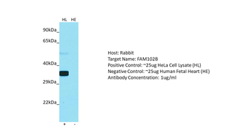 FAM102B Rabbit Polyclonal Antibody