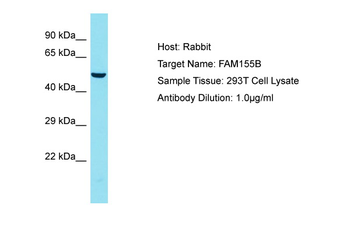 FAM155B Rabbit Polyclonal Antibody
